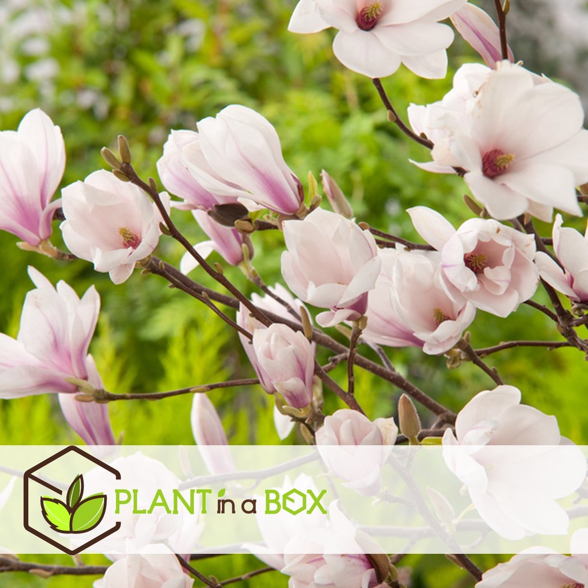  Plant In A Box - Magnolia Stellata - Set Van 3 - Brede Struik/Kleine Boom Winterhard - Roze Bloemen - Pot 9cm - Hoogte 25-40cm