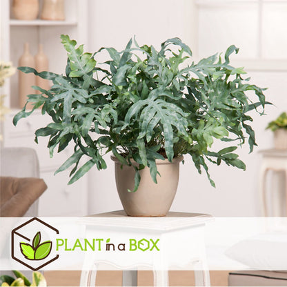  Plant In A Box - Phlebodium Aureum 'Blue Star' - Gemakkelijk Te Verzorgen Blauwvaren - Pot 17cm - Hoogte 40-50cm