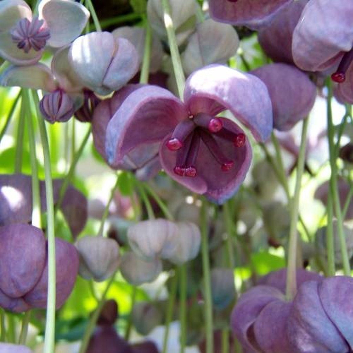  Akebia Quinata - Klimplant | Paars - Meerjarig En Groenblijvende Tuinplanten / Wintergroen - Bijnamen: Schijnaugurk / Klimbes | 1,5 Liter Pot