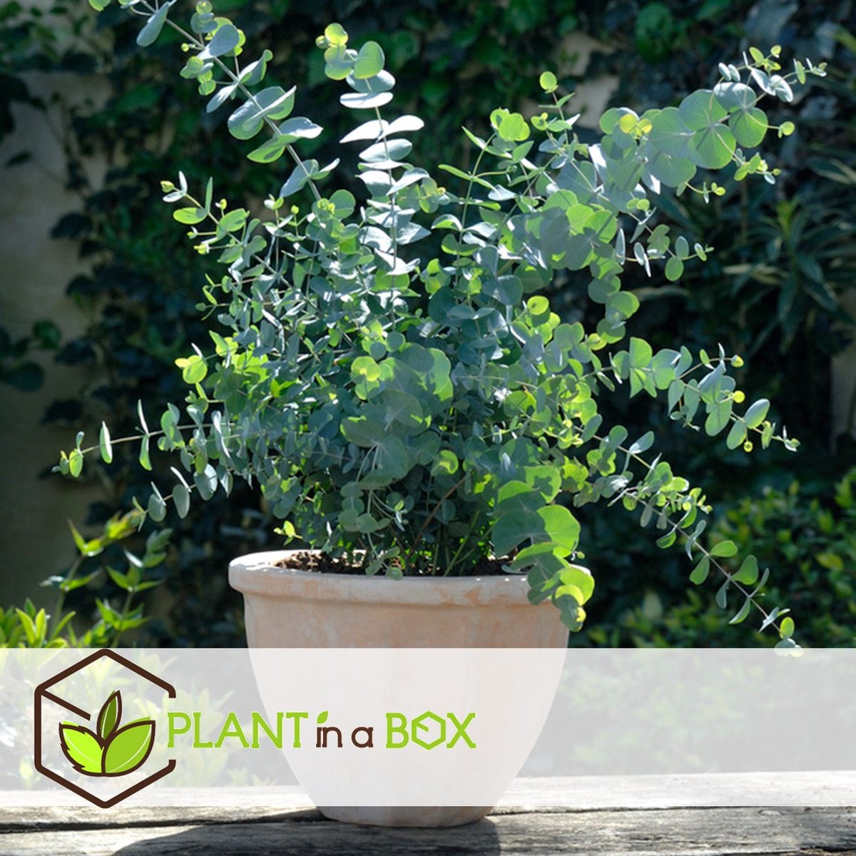 Plant In A Box - Eucalyptus Pulverulenta 'Baby Blue' - Set Van 2 - Pot 13cm - Hoogte 25-40cm