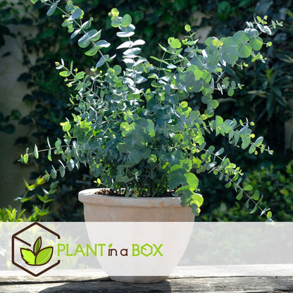  Plant In A Box - Eucalyptus Pulverulenta 'Baby Blue' - Set Van 2 - Pot 13cm - Hoogte 25-40cm
