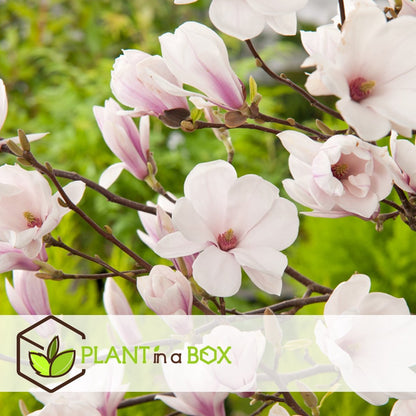  Plant In A Box - Magnolia Stellata - Set Van 3 - Brede Struik/Kleine Boom Winterhard - Roze Bloemen - Pot 9cm - Hoogte 25-40cm
