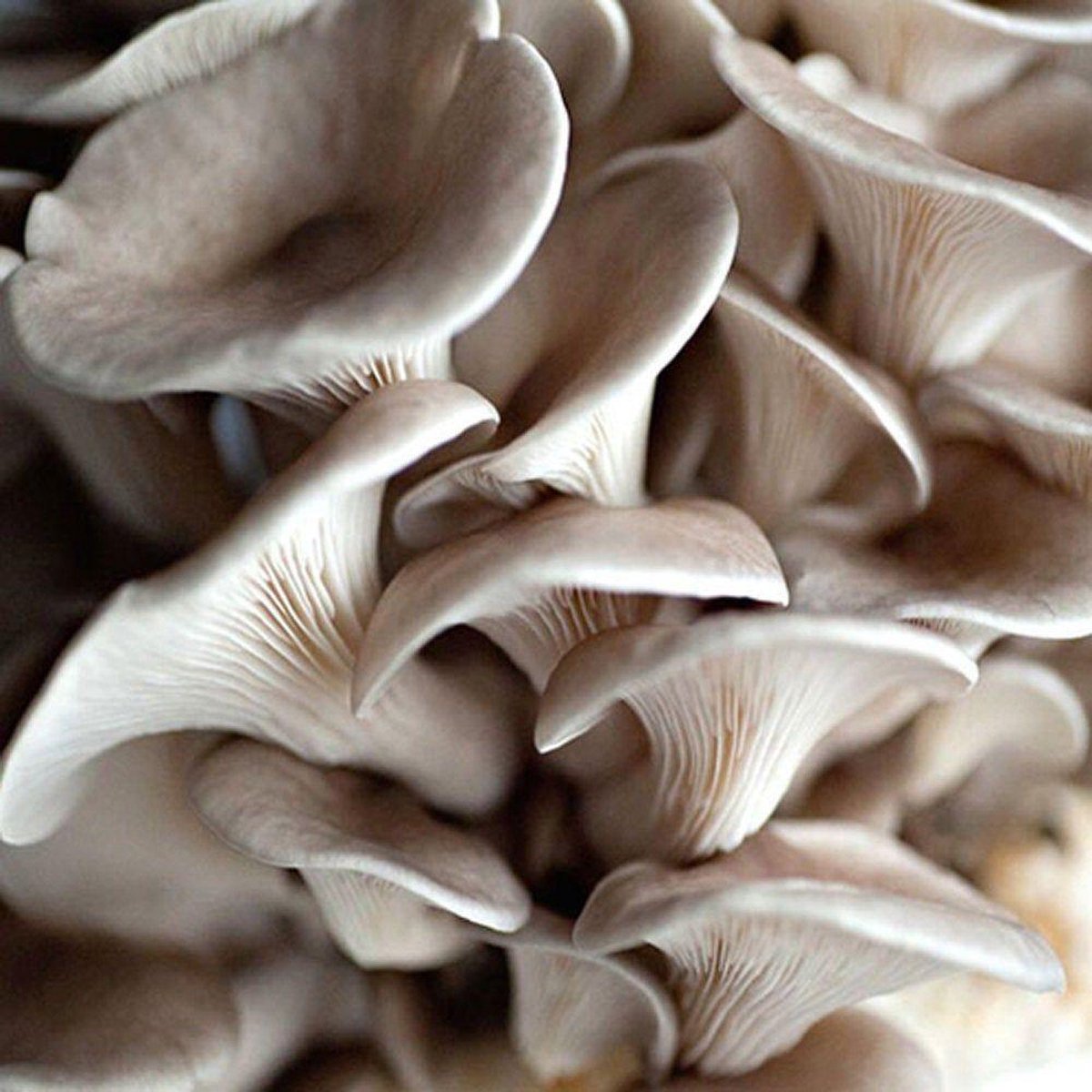  ToshiFarm Broed Voor Grijze Oesterzwammen - 50 Gram - Broed Voor Oesterzwam Growkit - Zelf Paddenstoelen Kweken Op Koffiedik - Ecologisch Cadeau