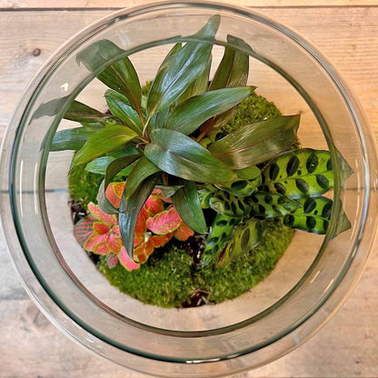 Planten Terrarium DIY - Milky Palm - ↑ 30 Cm - Ecosysteem Plant - Kamerplanten - DIY Planten Terrarium - Mini Ecosysteem