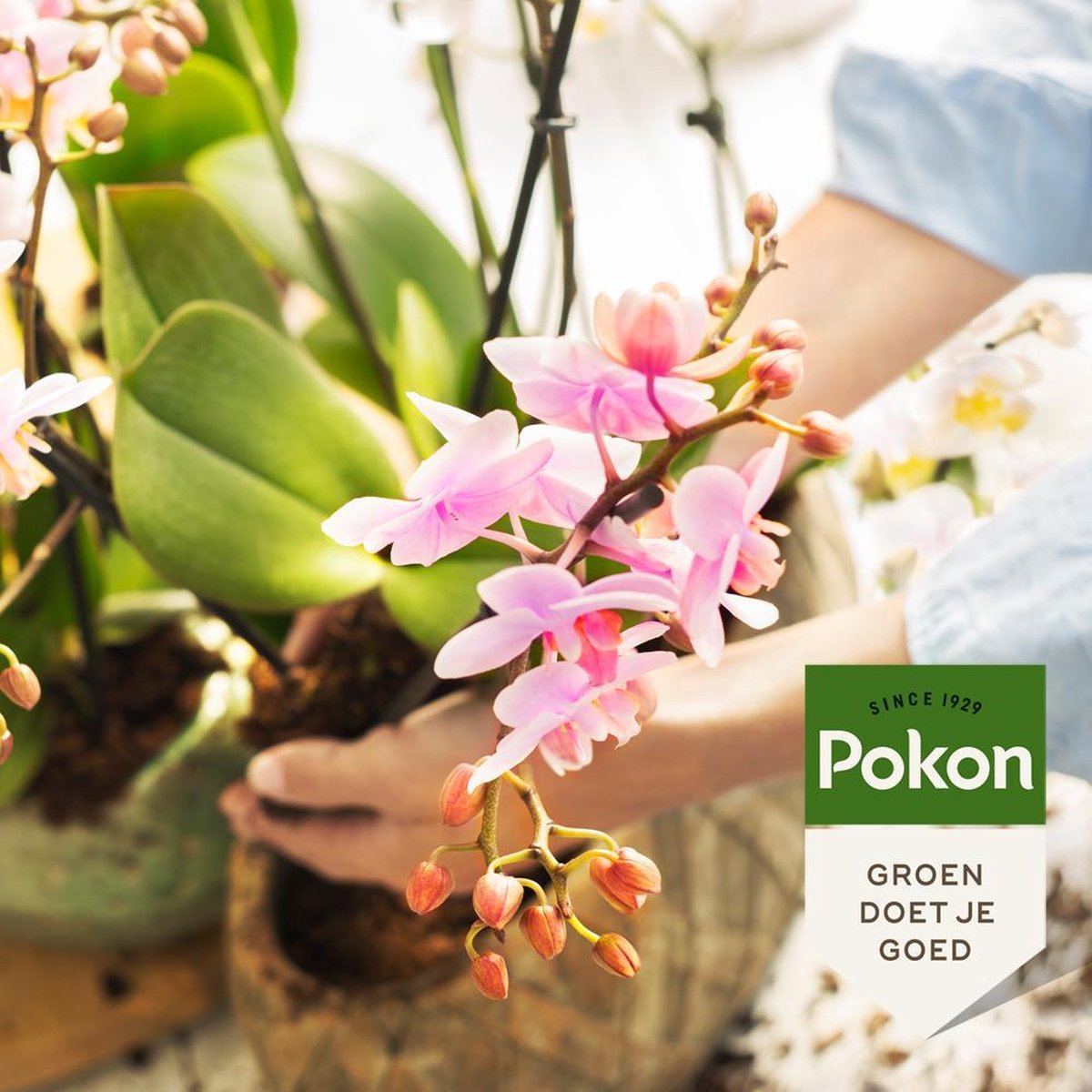  Pokon Orchidee Potgrond - 5l - Potgrond (Orchidee) - 60 Dagen Voeding