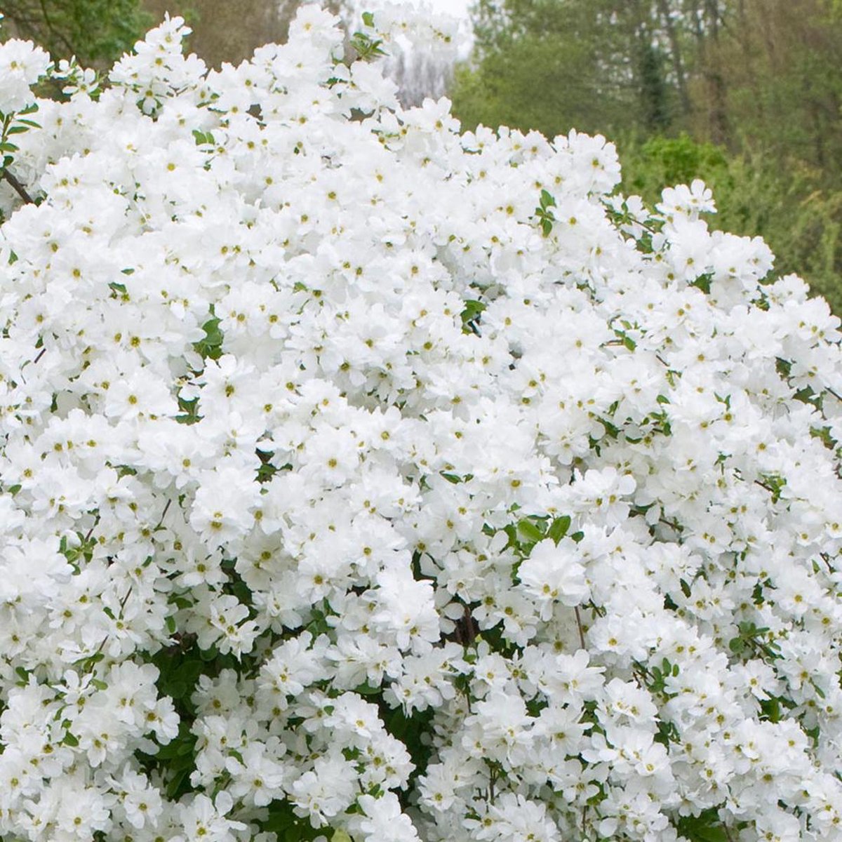  Exochorda 'The Bride' - Parelstruik 50-60 Cm Pot