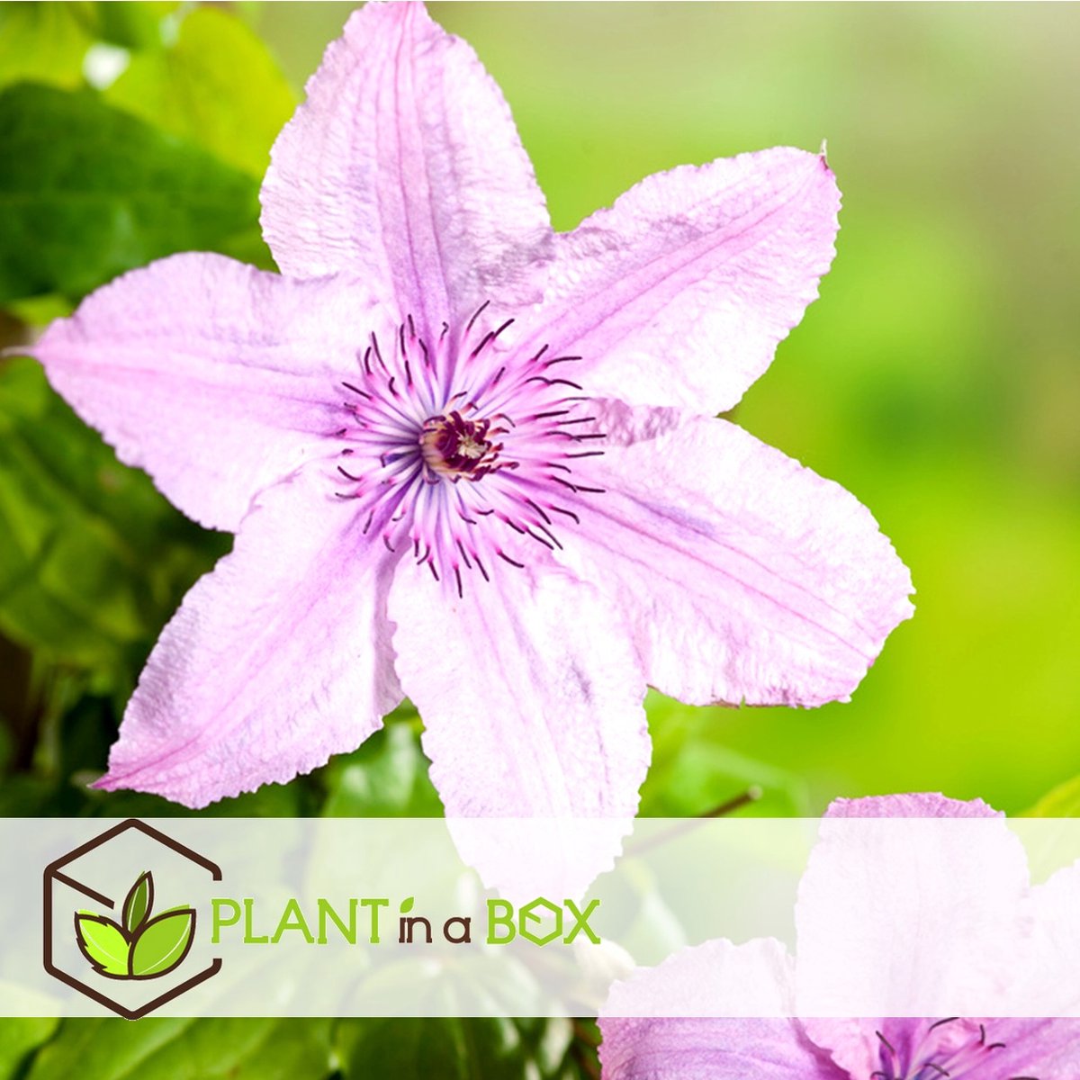  Plant In A Box - Mix Van 3 Clematis - Clematis Hybrid 'Mme Le Coultre', 'Hagley Hybrid', 'Polish Spirit' - Pot 9cm - Hoogte 25-40cm