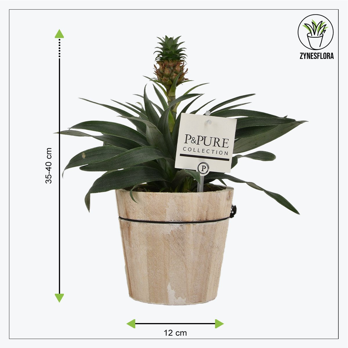  ZynesFlora - Ananasplant In Houten Sierpot - Ø 12 Cm - Hoogte: 30 - 40cm - Luchtzuiverend - Kamerplant - Kamerplant In Pot