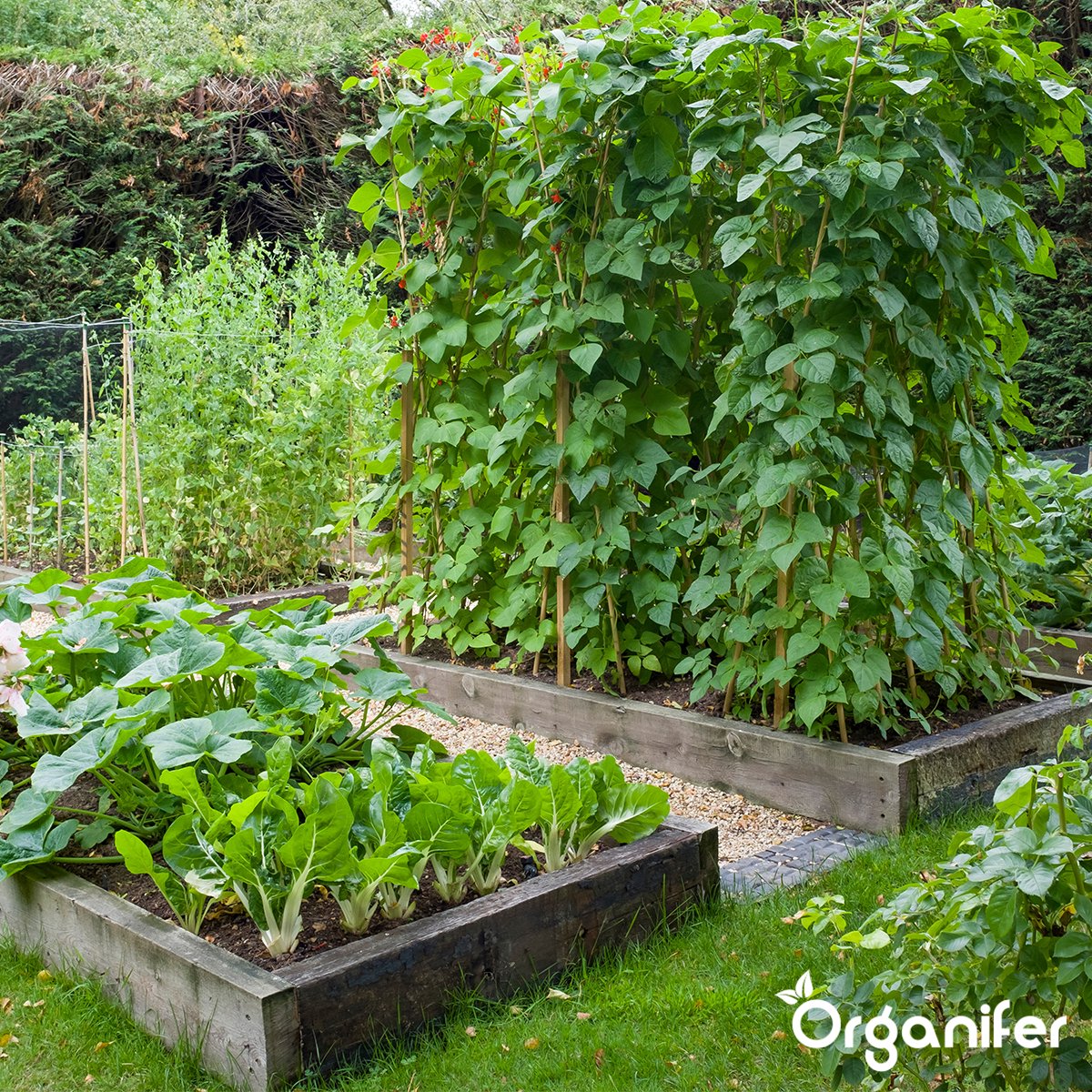  Groentezaden Pakket – 25 Culinaire Soorten - Organifer