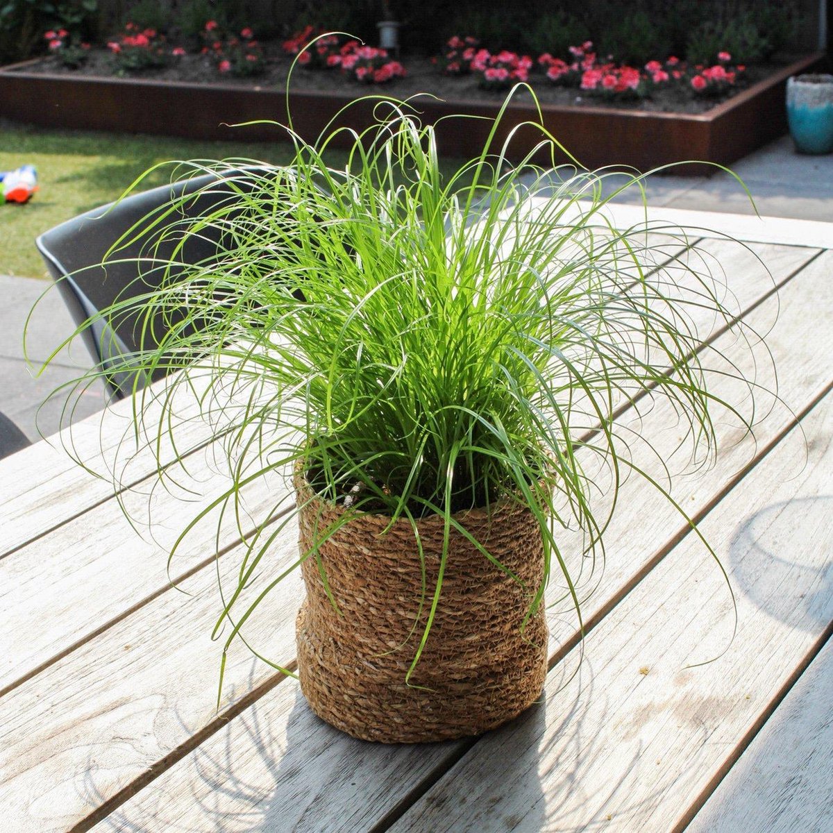 Merkloos ZynesFlora - Cyperus - Kattengras - 2 Stuks - Ø 12 Cm - Hoogte: 25-30 Cm - Kamerplant