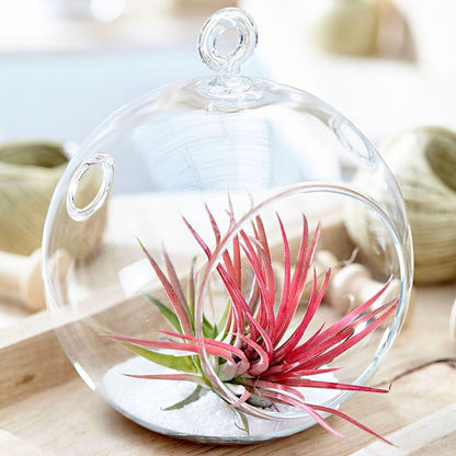  Ecoworld Luchtplantjes Spray - 125 Ml - Spray Voor Tillandsia Luchtplanten - 100% Biologische Airplant Verzorgingspray - Uit Eigen Kwekerij