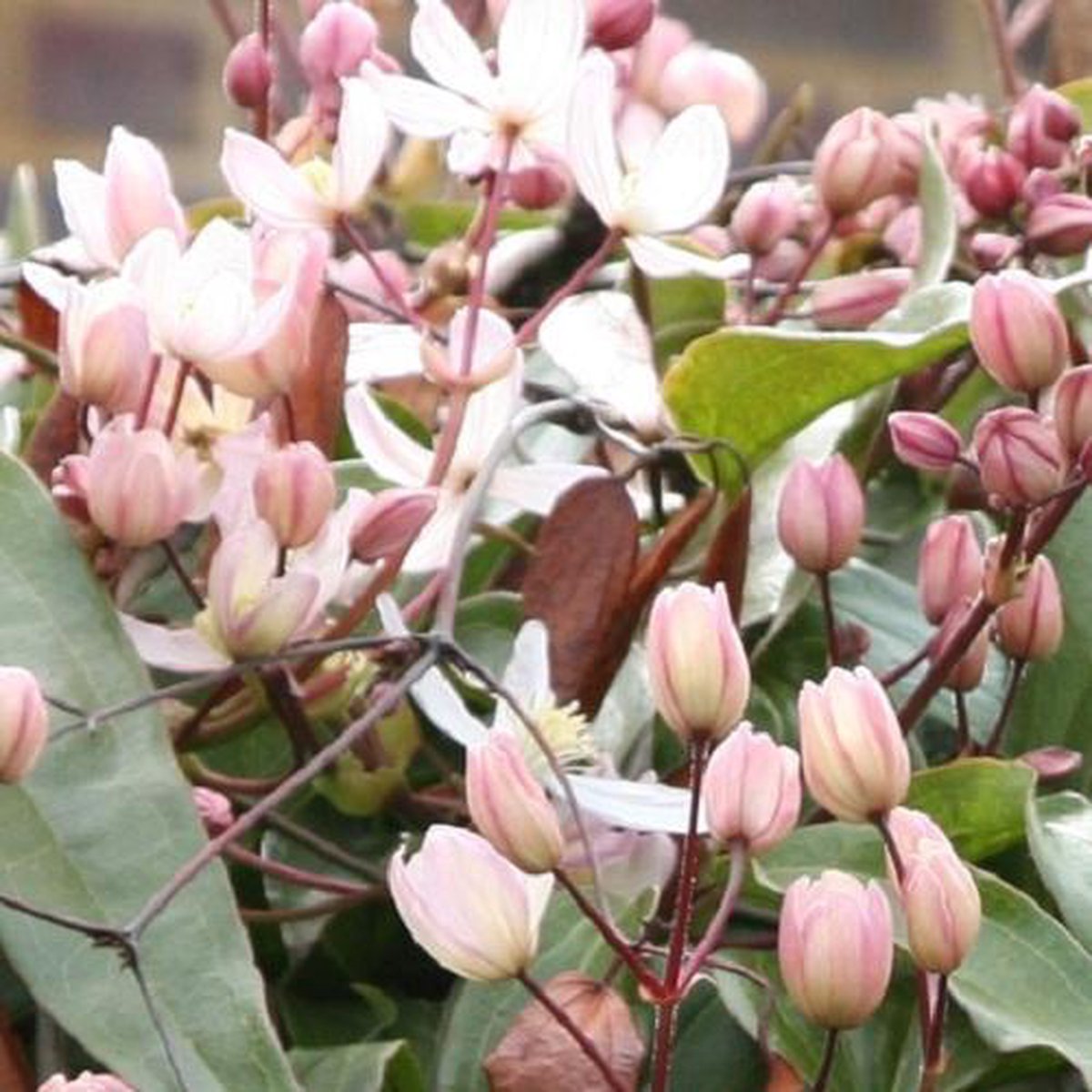  Clematis Apple Blossom | Roze - Meerjarig En Groenblijvend / Wintergroen - Winterharde Tuinplanten - Klimplant | 1.5 Liter Pot