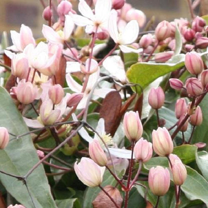  Clematis Apple Blossom | Roze - Meerjarig En Groenblijvend / Wintergroen - Winterharde Tuinplanten - Klimplant | 1.5 Liter Pot