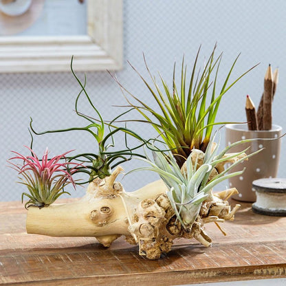  Ecoworld Luchtplantjes Spray - 125 Ml - Spray Voor Tillandsia Luchtplanten - 100% Biologische Airplant Verzorgingspray - Uit Eigen Kwekerij