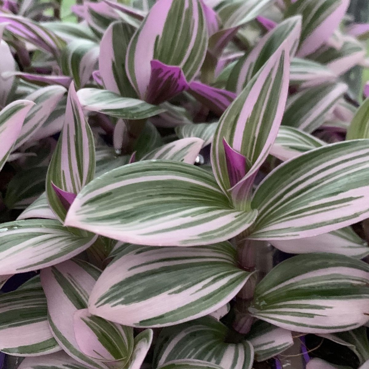 Merkloos Tradescantia Nanouk - Roze Groene Bladeren - Makkelijke Kamerplant