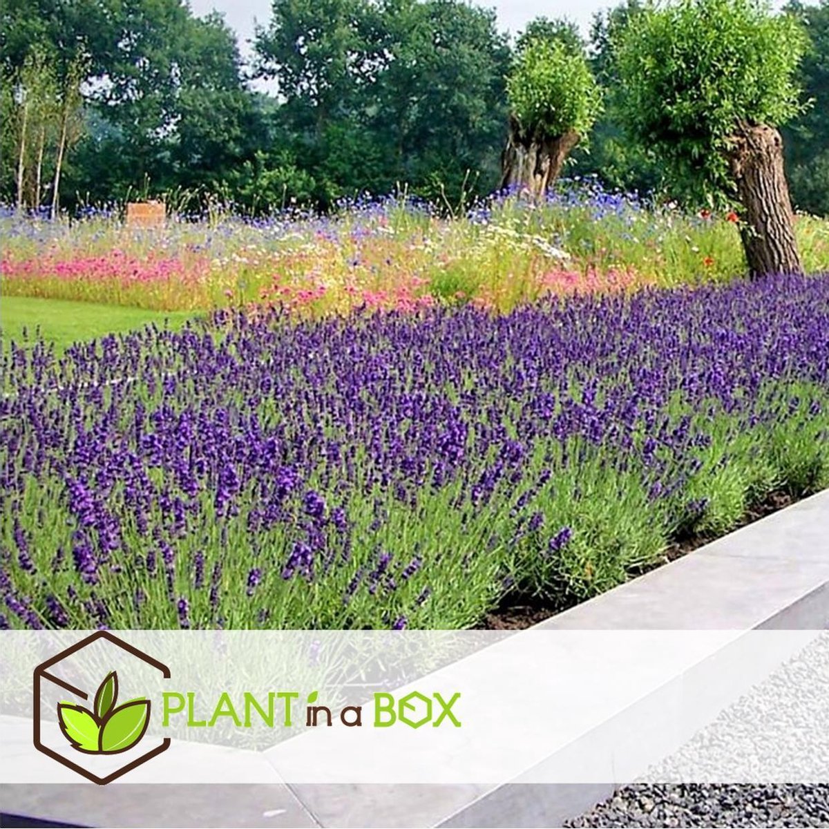  Plant In A Box - Lavandula Angustifolia - Set Van 6 - Winterharde Lavendel Struikjes - Pot 10.5cm - Hoogte 10-15cm