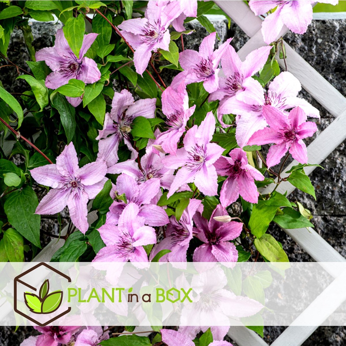  Plant In A Box - Mix Van 3 Clematis - Clematis Hybrid 'Mme Le Coultre', 'Hagley Hybrid', 'Polish Spirit' - Pot 9cm - Hoogte 25-40cm