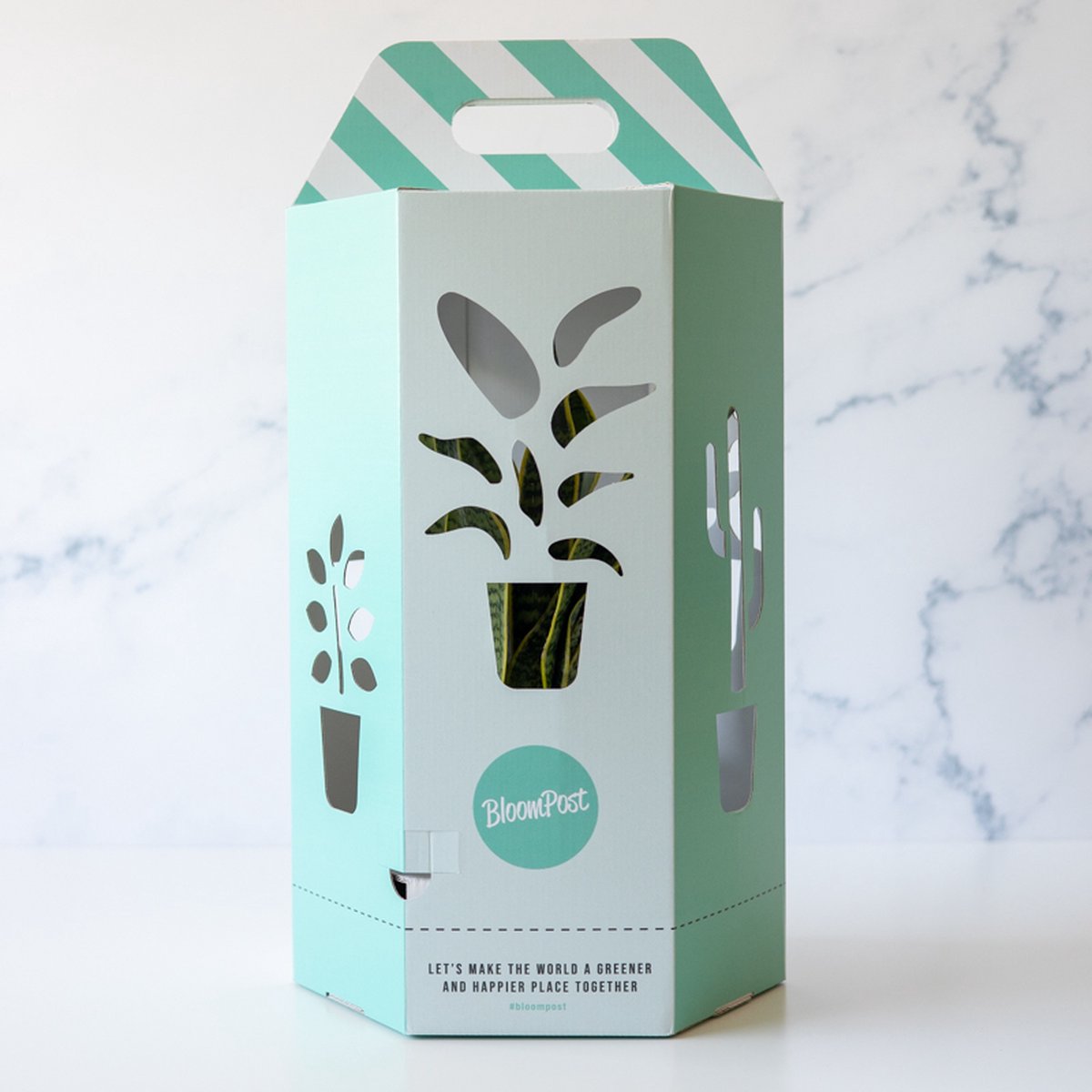  Koffieplant | Coffea Arabica | Inclusief Viber Pot: Duurzaam &amp; Biologisch Afbreekbaar | Kamerplant | Bloompost