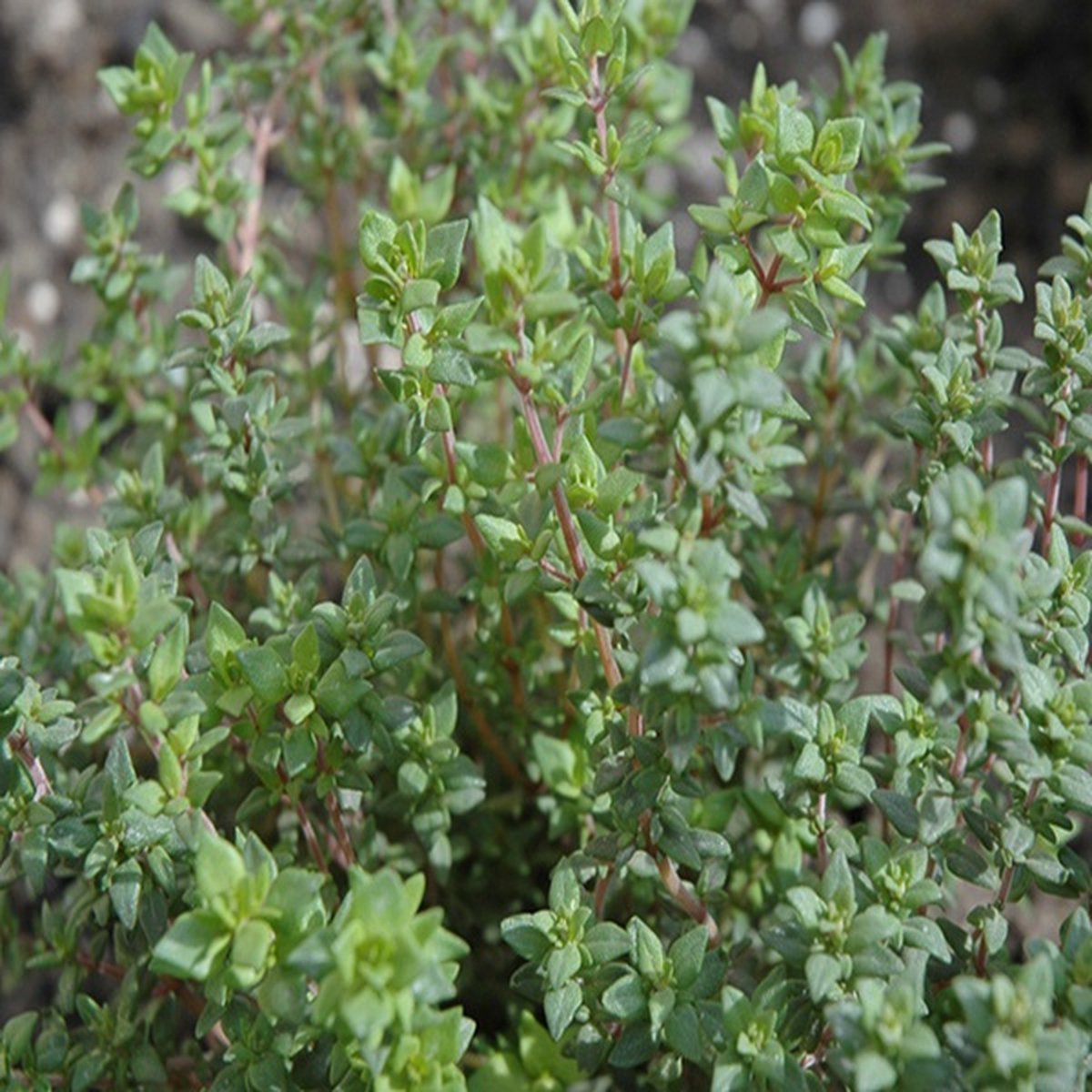  Kruidentuin - 6 Soorten Kruidenplanten: Maggi, Munt, Citroenmelisse, Curry, Rozemarijn, Tijm - Herbs - Kruidenplanten - Tuinplanten