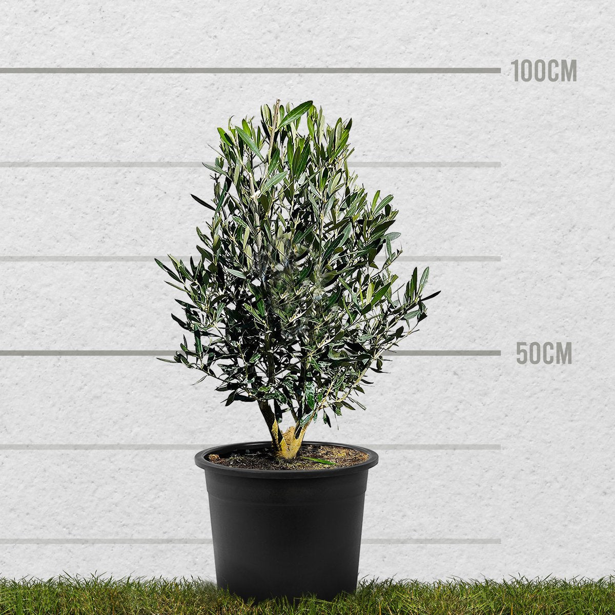  Tropictrees - Olijfboom - Olea Europea - Olijfstruik - Winterhard - Pot ⌀ 20cm - Hoogte 70-80cm