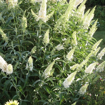  3 X Vlinderstruik Buddleja: Davidii 'Royal Red'/'White Profusion'/'Empire Blue' - Rood/Wit/Blauw, Meerjarig En Winterhard - Set Van 3 Vlinderstruiken / Vlinderplant | 3 X 1.5 Liter Potten - Aantrekkelijk Voor De Vlinder