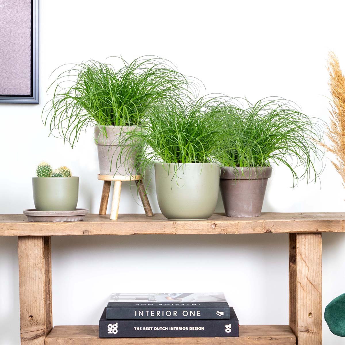  3x Cyperus 'Zumula' - Kattengras - Kamerplant - Huisdiervriendelijk - ⌀12 Cm - 20-25 Cm