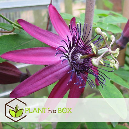  Plant In A Box - Mix Van 3 Passiflora Edulis - Passievrucht - Klimplant - Pot 9cm - Hoogte 25-40cm
