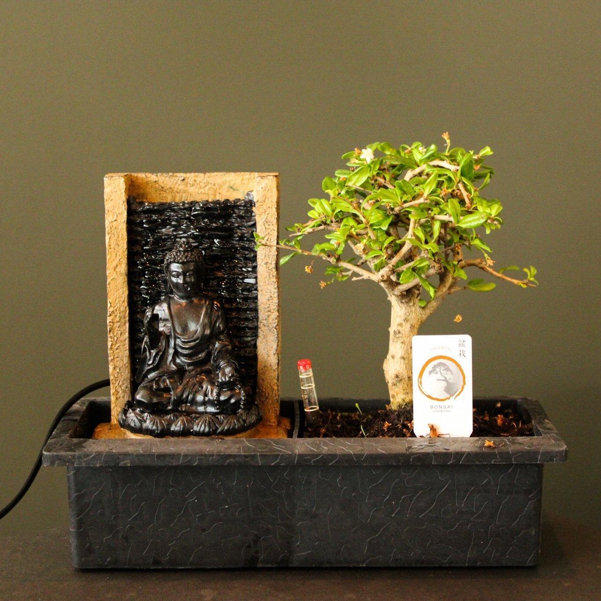  ZynesFlora - Bonsai Met Waterval - Ø 27 Cm - Hoogte: 25-30 Cm - Kamerplant In Pot