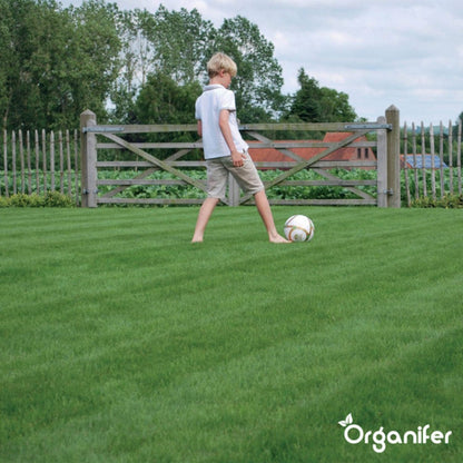  Speelgazon Graszaad (1kg Voor 50m2) - Snelkiemend En Zelfherstellend Sportgazon Bestand Tegen Betreding - Resilient - Organifer