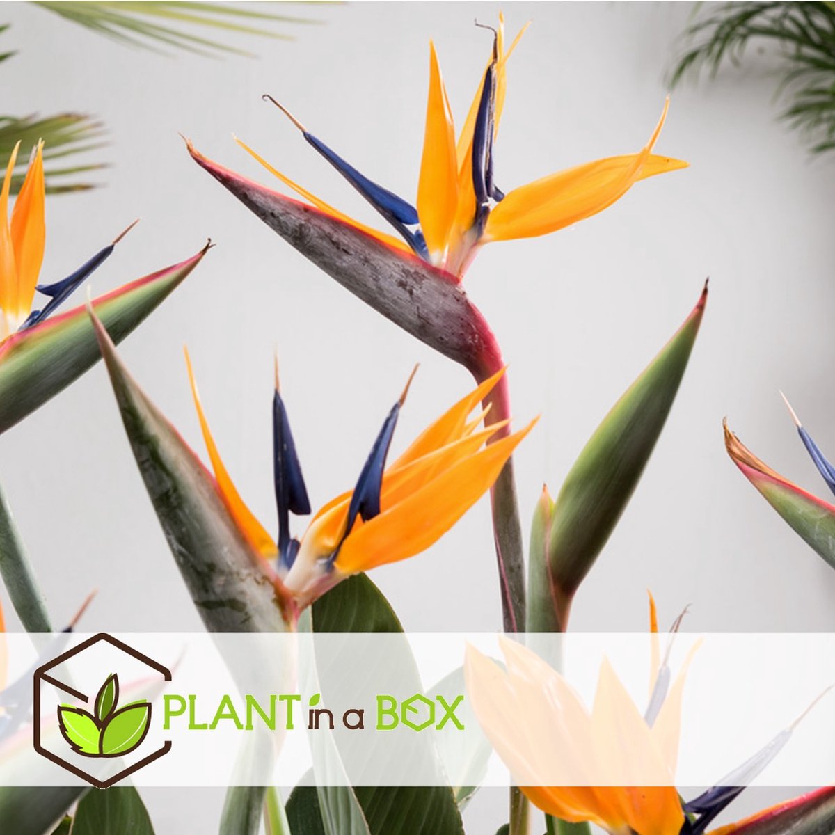  Plant In A Box - Strelitzia Reginea - Set Van 2 - Tropische Kamerplant - Paradijsvogelbloem - Pot 9cm - Hoogte 25-40cm