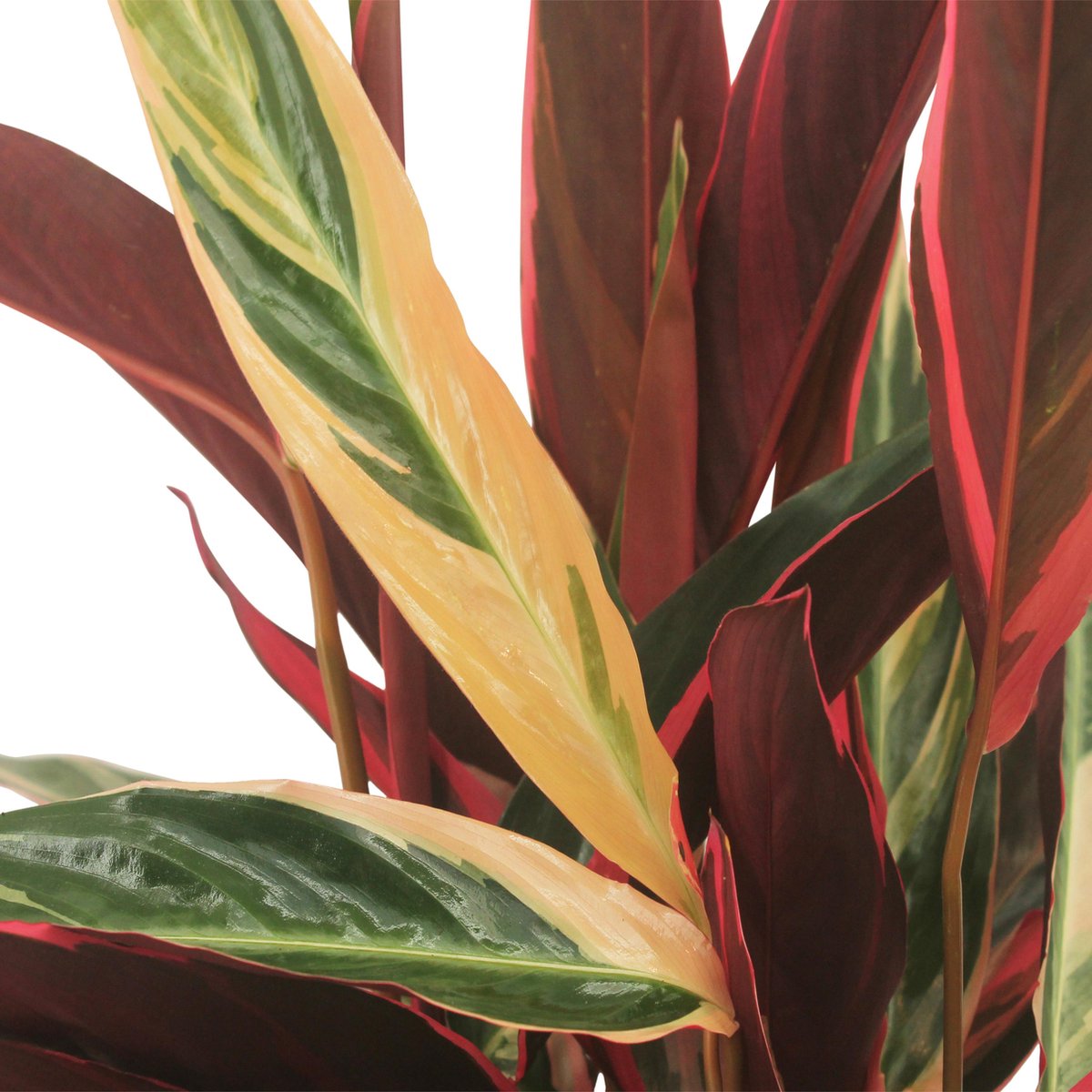  We Love Plants - Calathea Triostar - 60 Cm Hoog - Luchtzuiverende Plant