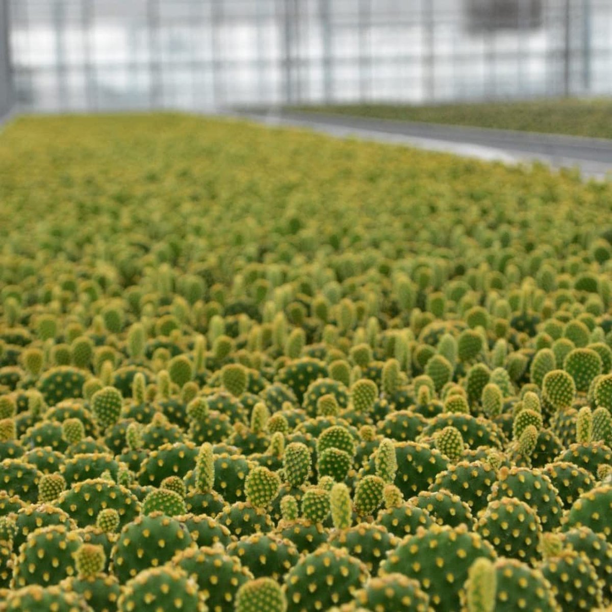  ZynesFlora - Mini Succulenten Mix - 30 Stuks - Ø 5,5 Cm - Hoogte: 5-10 Cm - Vetplanten - Kamerplant