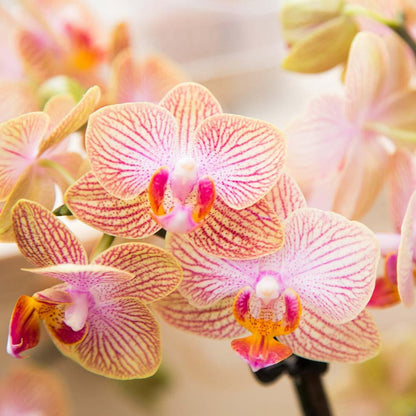  Kolibri Orchids | Oranje Phalaenopsis Orchidee - 35cm Hoog - Potmaat Ø9cm | Bloeiende Kamerplant - Vers Van De Kweker