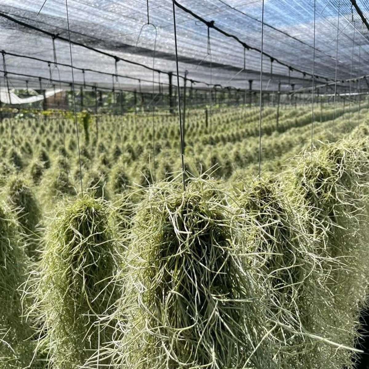  Ecoworld Luchtplantjes Spray - 125 Ml - Spray Voor Tillandsia Luchtplanten - 100% Biologische Airplant Verzorgingspray - Uit Eigen Kwekerij