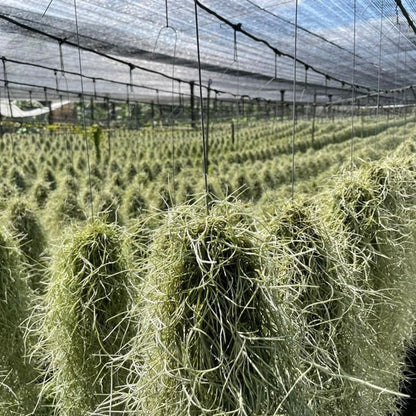  Ecoworld Luchtplantjes Spray - 125 Ml - Spray Voor Tillandsia Luchtplanten - 100% Biologische Airplant Verzorgingspray - Uit Eigen Kwekerij