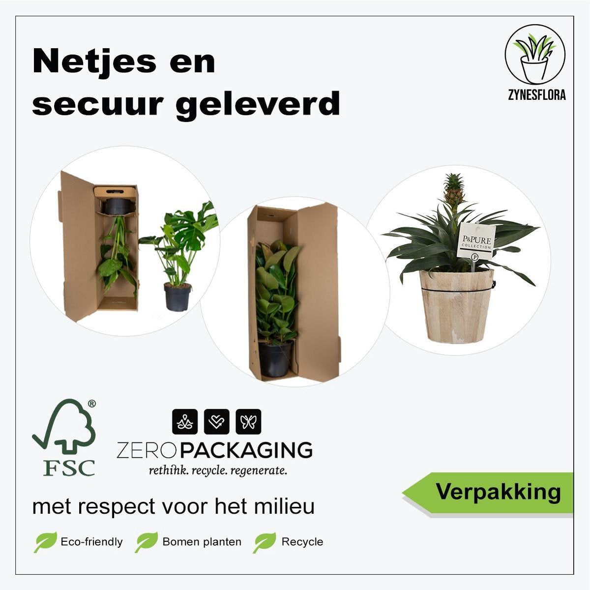  ZynesFlora - Ananasplant In Houten Sierpot - Ø 12 Cm - Hoogte: 30 - 40cm - Luchtzuiverend - Kamerplant - Kamerplant In Pot