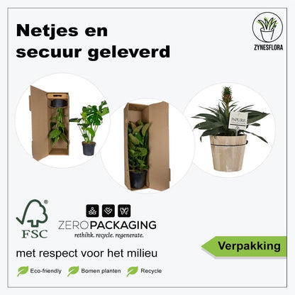  ZynesFlora - Ananasplant In Houten Sierpot - Ø 12 Cm - Hoogte: 30 - 40cm - Luchtzuiverend - Kamerplant - Kamerplant In Pot