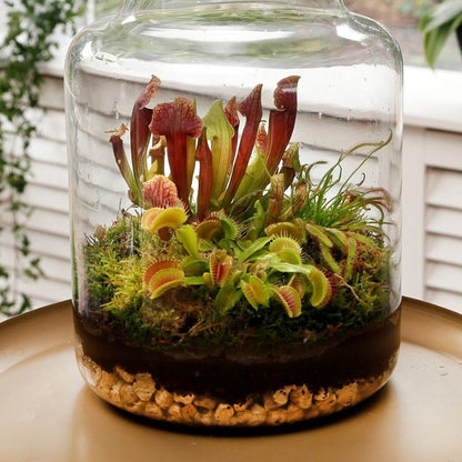  Ecoworld Vleesetende Planten Mix - DIY Ecosysteem Plant Set - 3 Vleesetende Planten - Met Terrarium Plant Venus Vliegenval Zonnedauw En Trompetbekerplant - Inclusief Substraat - Grond - Mos
