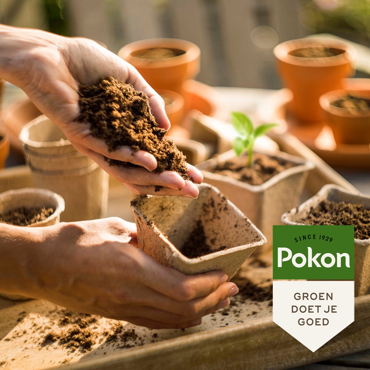  Pokon Bio Zaai- En Stekgrond - 3x10l - Potgrond (biologisch) - Stimuleert Wortelontwikkeling