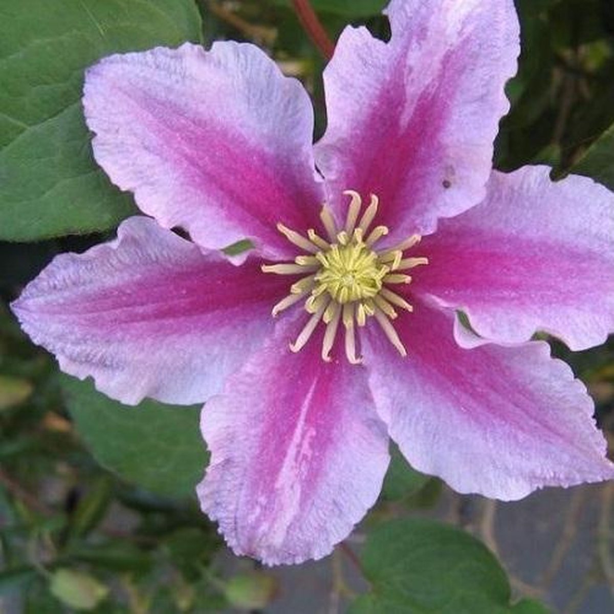  2 X Clematis Piilu - Set Van 2 Klimplanten - Roze, Meerjarig &amp; Winterharde Tuinplanten | 2 X 1,5 Liter Potten