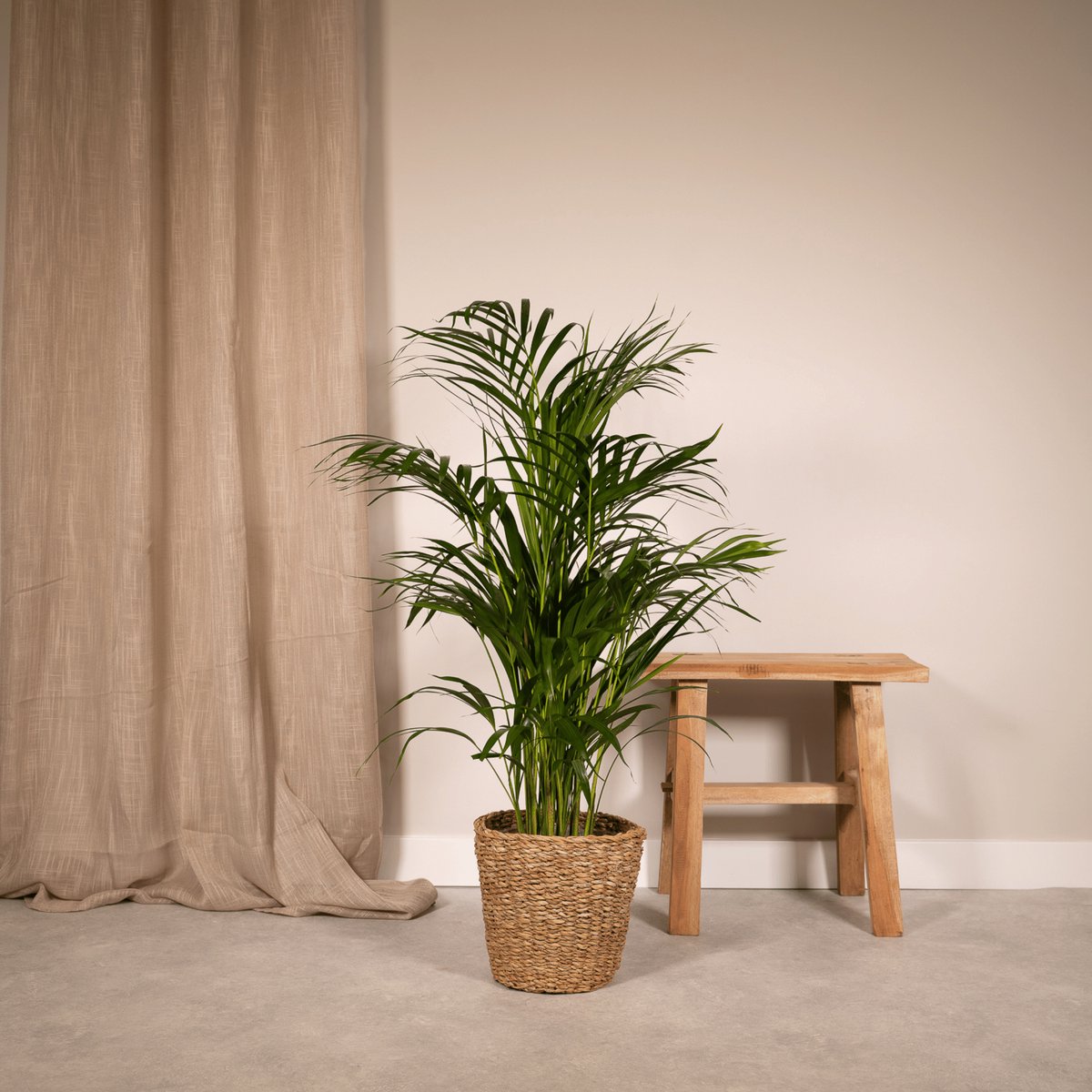  Areca Palm - Goudpalm/Dypsis Lutescens - 85cm Hoog, 19Ø - - Zonder Mand
