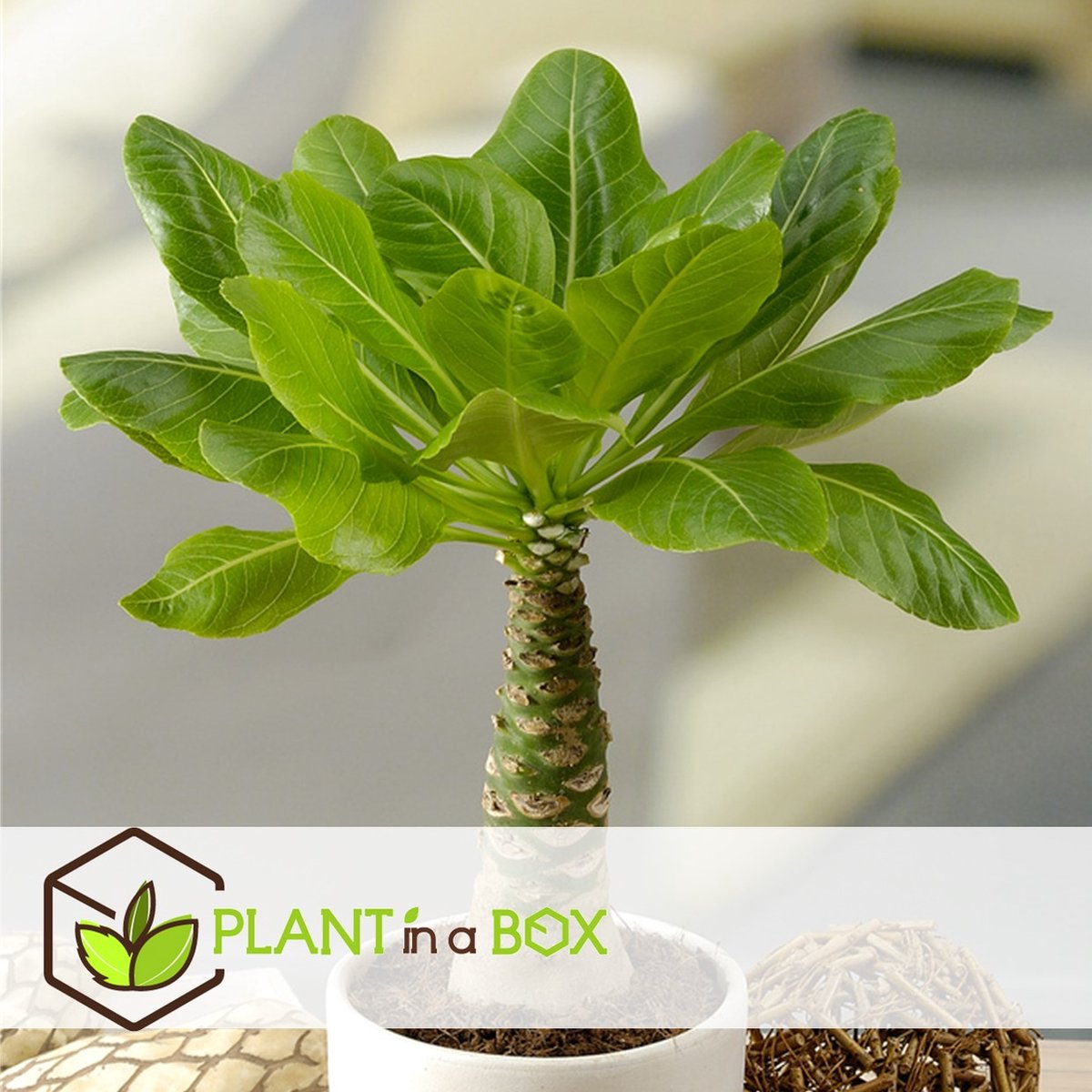  Plant In A Box - Brighamia Insignis - Set Van 2 - Exotische Kamerplant - Pot 12cm - Hoogte 30-40cm