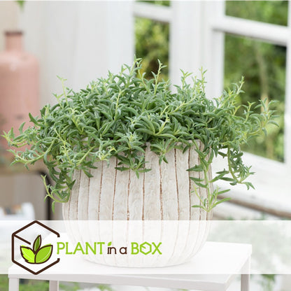  Plant In A Box - Senecio Peregrinus - Set Van 2 Hangplanten - Kamerplant - Dolfijnenplant - Pot 12cm - Hoogte 10-20cm