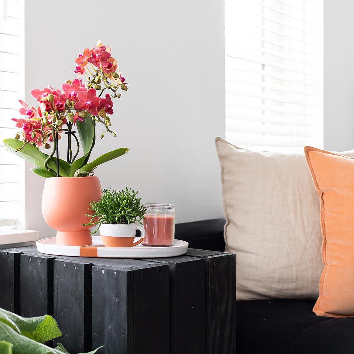  Kolibri Orchids | Rode Phalaenopsis Orchidee - Congo - Potmaat Ø9cm | Bloeiende Kamerplant - Vers Van De Kweker