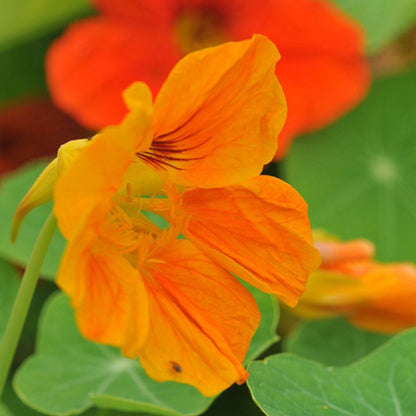  Oost-Indische Kers Lage Bio, Heel Makkelijk Te Kweken En Veelzijdige Plant Met Eetbare Bloemen En Blad