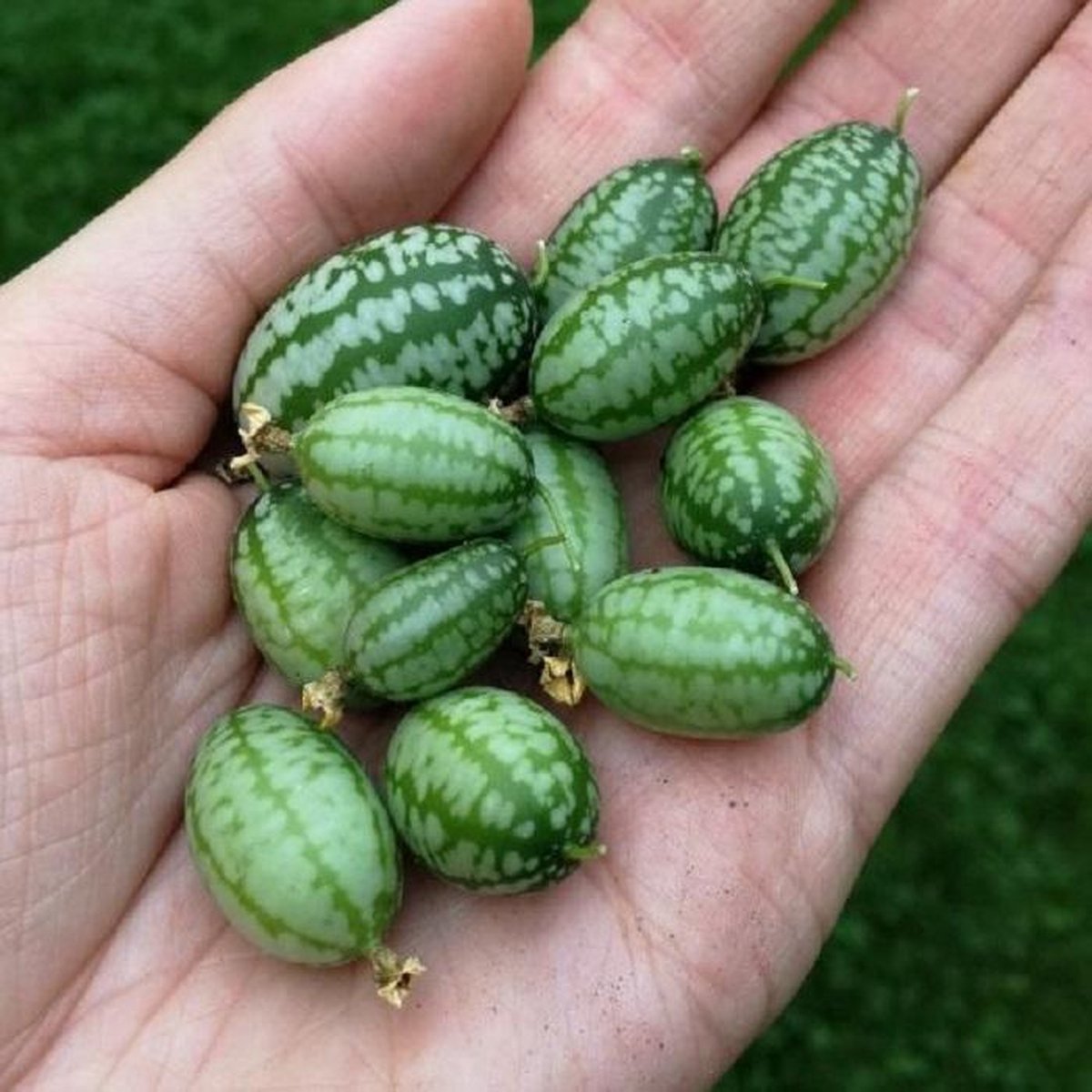  Cucameloen Mexicaanse Komkommer - Talrijke Vruchtjes, Zo Groot Als Een Druif