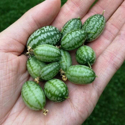  Cucameloen Mexicaanse Komkommer - Talrijke Vruchtjes, Zo Groot Als Een Druif