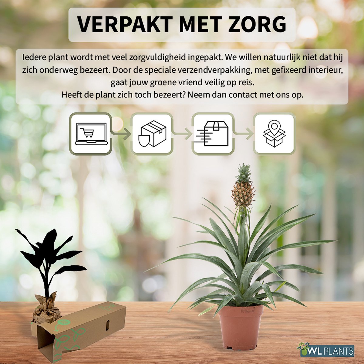  WL Plants - Ananasplant - Ananas Comosus - Kamerplanten - Bromelia - Anti Snurk - Zeer Luchtzuiverend - Gemakkelijk Te Verzorgen - ± 45cm Hoog – 12 Cm Diameter - In Kweekpot