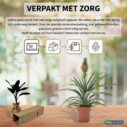  WL Plants - Ananasplant - Ananas Comosus - Kamerplanten - Bromelia - Anti Snurk - Zeer Luchtzuiverend - Gemakkelijk Te Verzorgen - ± 45cm Hoog – 12 Cm Diameter - In Kweekpot