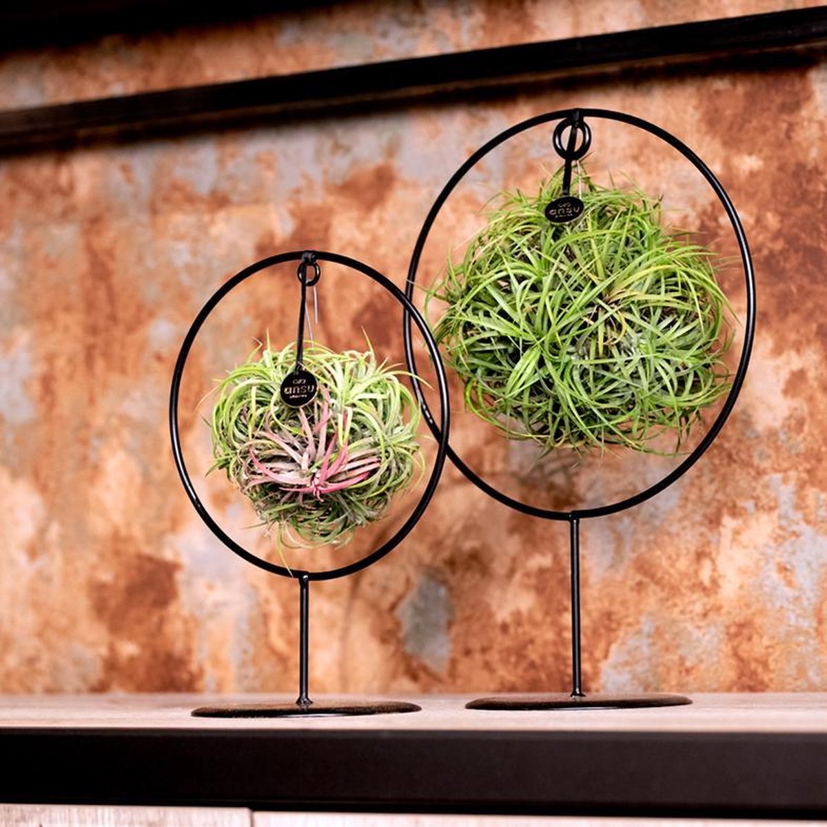  Deco Frame Rond Met Tillandsia Airplant Bol (S)